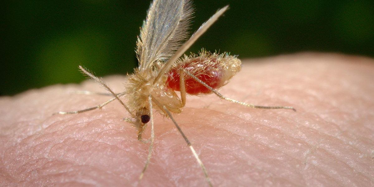 1200px-Phlebotomus_pappatasi_bloodmeal_begin