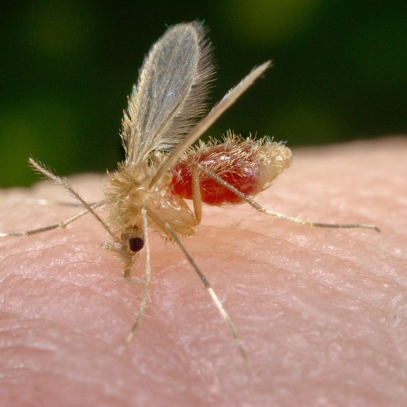 1200px-Phlebotomus_pappatasi_bloodmeal_begin