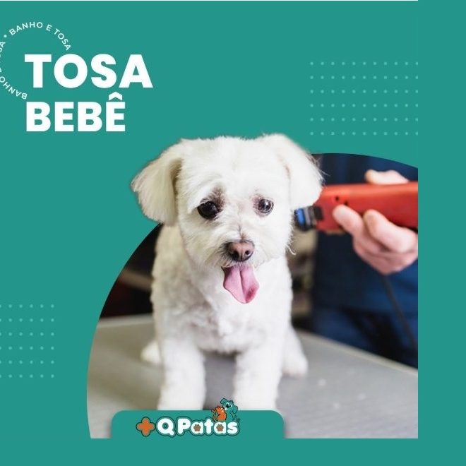 Tosa Bebe